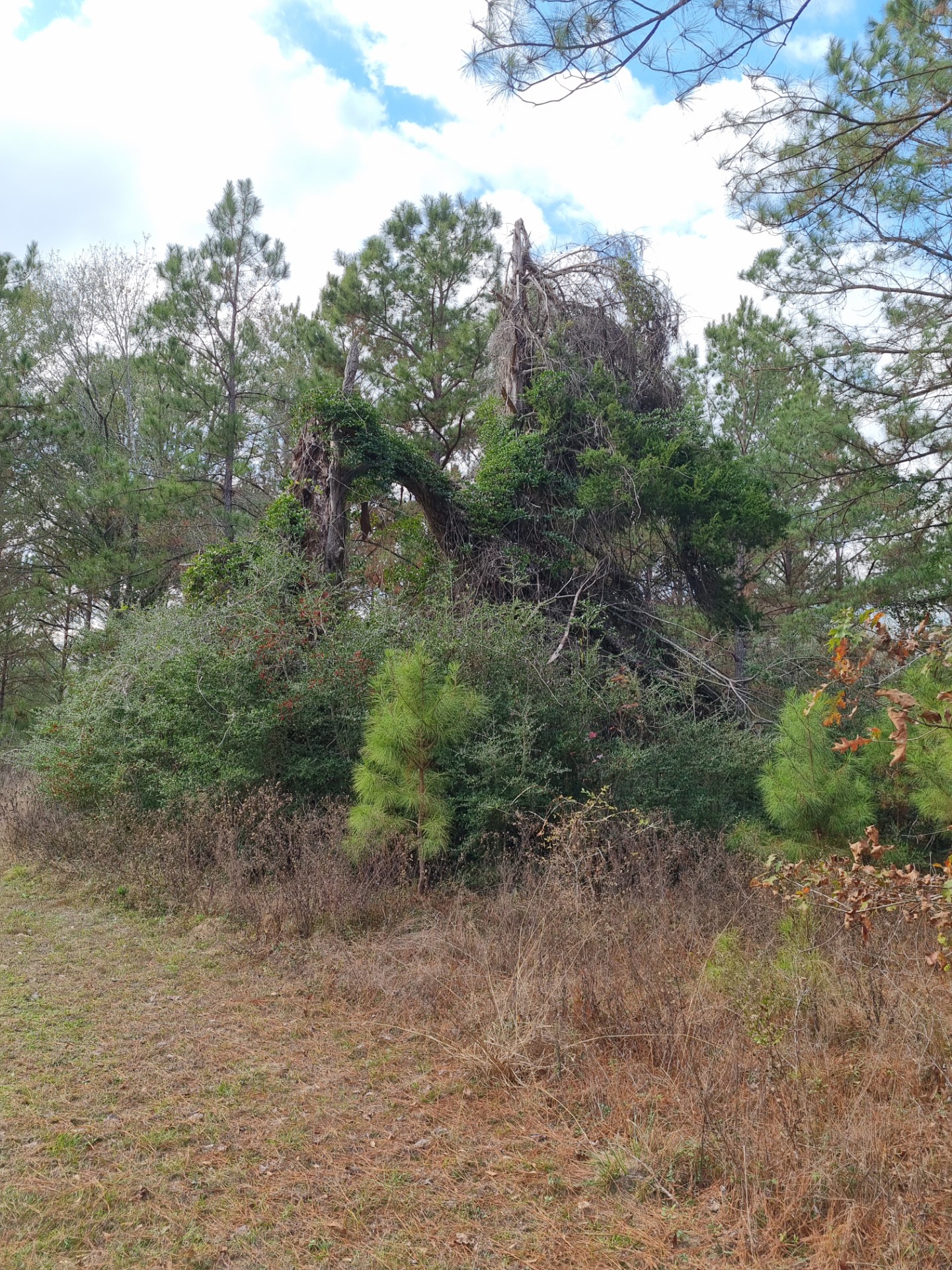 The Spooky Tree — symbol of Spooky Tree Estates